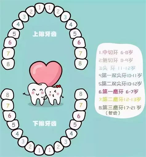 小朋友出大牙|儿童换牙齿的顺序和时间图